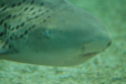 dsc_4298.jpg