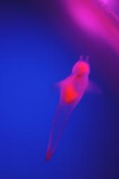 dsc_4332.jpg