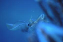 dsc_4335.jpg