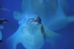 dsc_4338.jpg