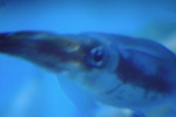 dsc_4342.jpg