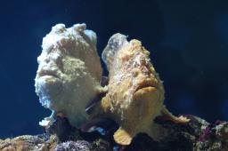 dsc_4352.jpg