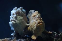 dsc_4353.jpg