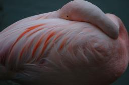 dsc_4402.jpg