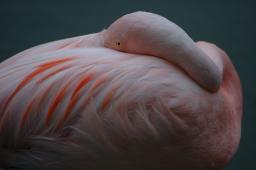 dsc_4403.jpg