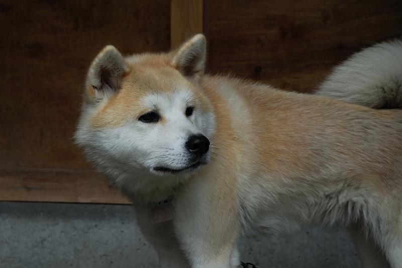 DSC_2056.jpg - ハチ 秋田犬 赤毛 ♀@田沢湖共栄パレスhttp://www.kyoeipalace.com/
