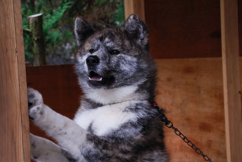 DSC_2065.jpg - ゴン 秋田犬 虎毛 ♂@田沢湖共栄パレス