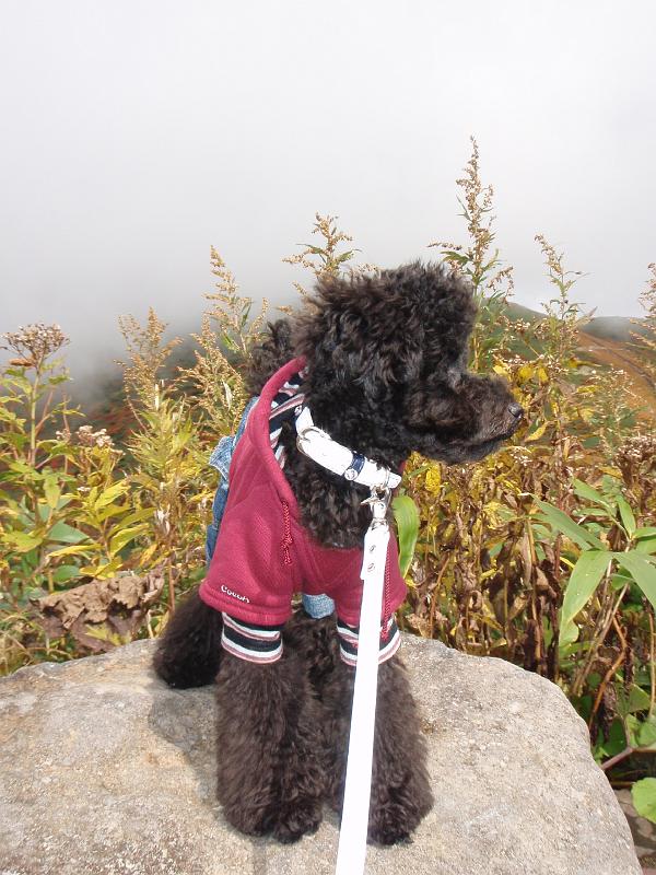 PA070329.JPG - 秋田駒ケ岳8合目登山口にて